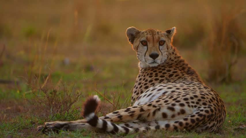African cheetah grooming its spotted fur with head turned down while resting on grass, cheetah tail striped in black and white beside blurred golden background
