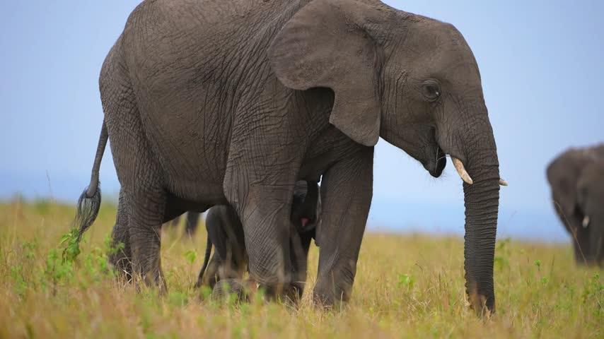 African elephant walking across green savanna grassland with a small calf beside its front legs, a large tusked adult elephant under a hazy blue sky