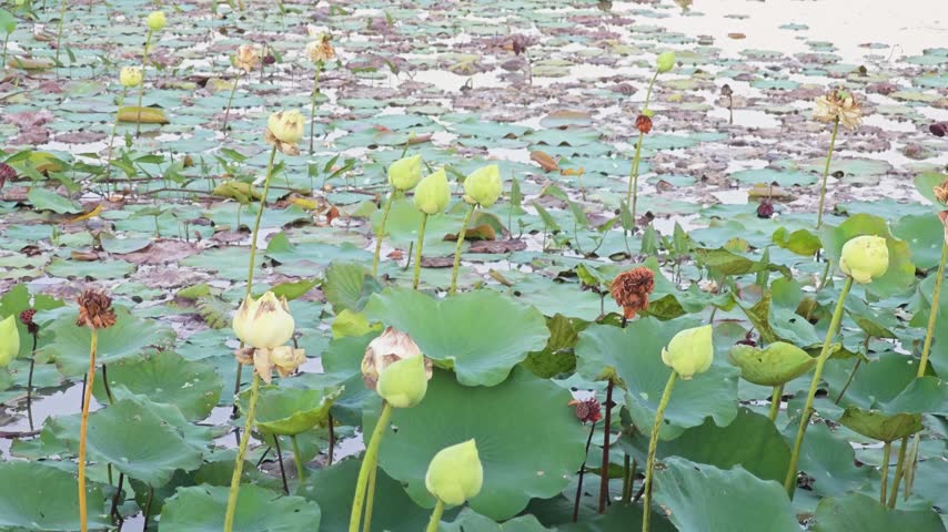 Alternative view of sacred lotus buds and green leaves in a natural pond.