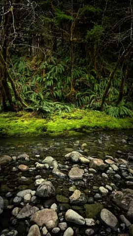 a small river in the middle of the forest