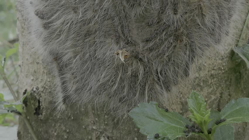 Hairy Caterpillar on Tree Bark

This appears to be a hairy moth caterpillar, possibly a tussock moth caterpillar or another species of tussock-like larva. The long, dense white hairs, dark body, and reddish markings are visible in the close-up photograph. However, identifying the exact species requires clearer details of its head, body segments, and distinctive hair tufts.

The caterpillar’s bristles may cause skin irritation, so avoid touching it.