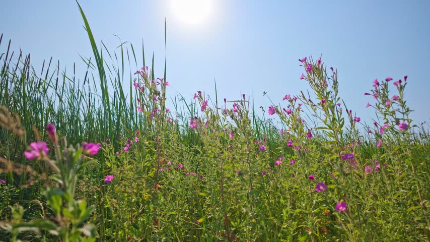 Sunlight glints through tall grass and purple wildflowers. Grasses sway gently in breeze, flowers bloom brightly. Blue sky stretches above field, sun shines clear