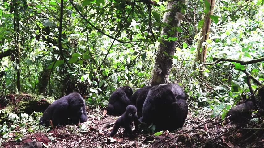 Mountain gorillas resting in a dense forest, featuring a baby near a silverback, captured for wildlife conservation.