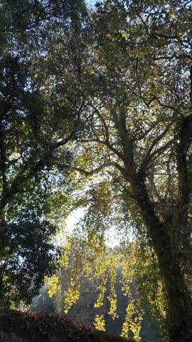 Low angle view of ancient sycamore tree canopy with autumn leaves
