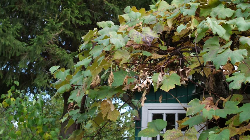 Old wooden residential house under a spruce tree and a vineyard. Autumn vibe.