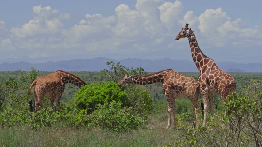 Three giraffes grazing on lush green trees in africa
