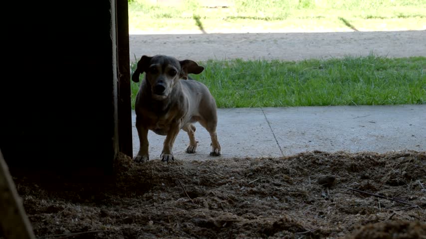Happy little dog ​​wags his tail curiously. Slow motion 4K