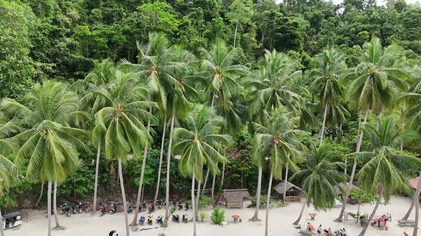 Aerial View of Dense Tropical Palm Forest in Port Barton Philippines