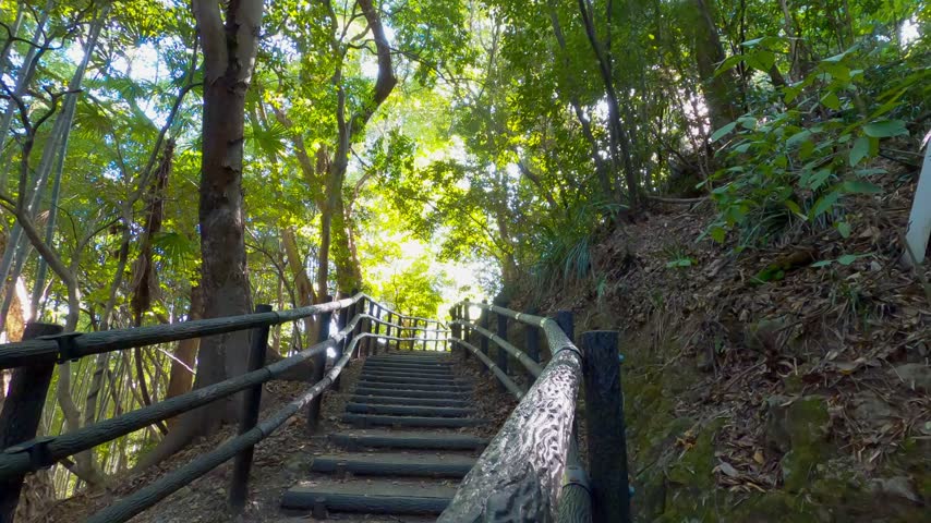 Wooden Steps on a Hiking Trail Surrounded by Trees