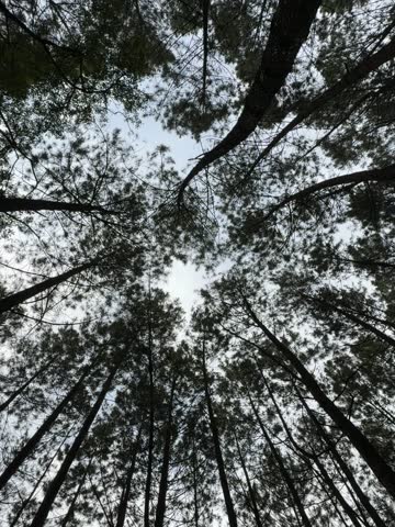 a nature reserve teeming with pine trees
