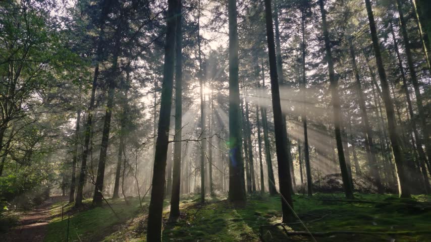 Morning sunlight creating beautiful sunbeams in a misty forest.
