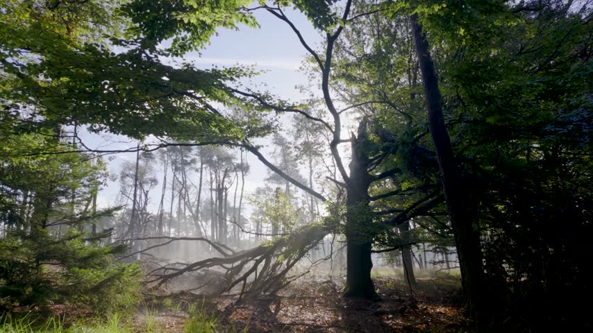 Sun shining through trees in a foggy forest.