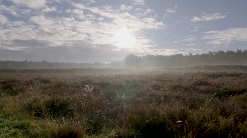 Misty morning sunrise over a peaceful natural heathland.