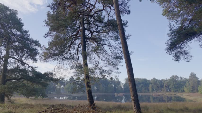Pine trees framing a tranquil lake during sunrise.