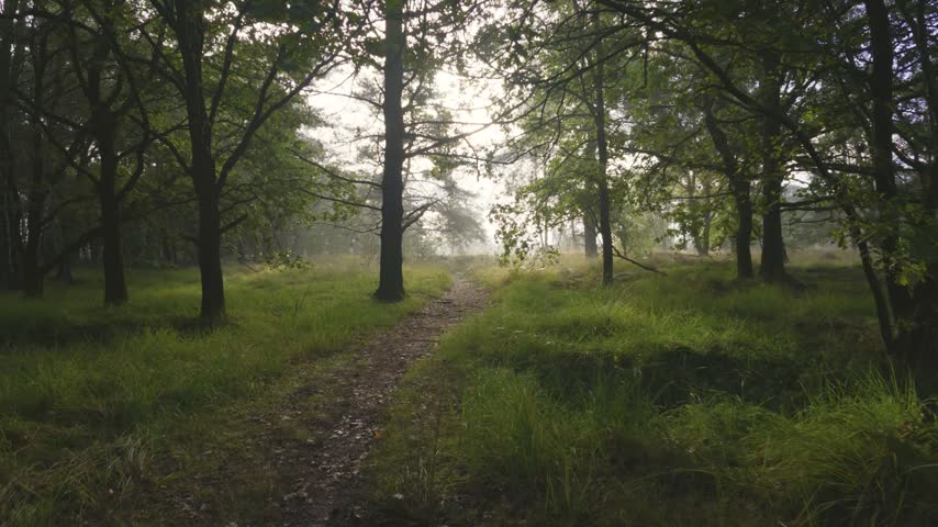 Walking through a foggy forest on a dirt path.