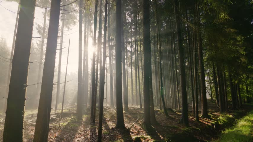 Beautiful misty forest with sun rays shining through trees.