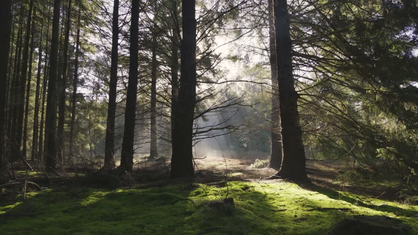 Bright sun rays shining through trees in a misty forest.