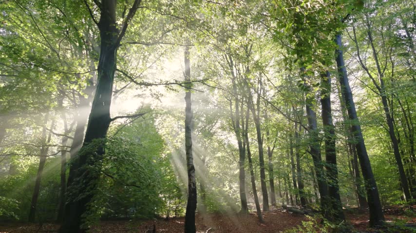 Morning sun shining through a green forest with sunbeams.