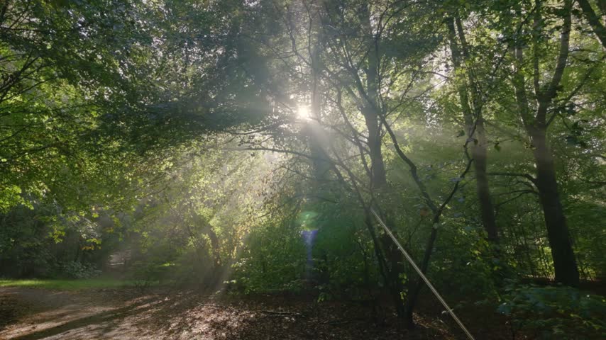 Morning sunlight creating beautiful sunbeams in a misty forest.