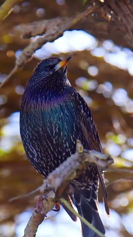 Close-up footage of a stunning European starling with iridescent black plumage and speckled feathers perched on a tree branch