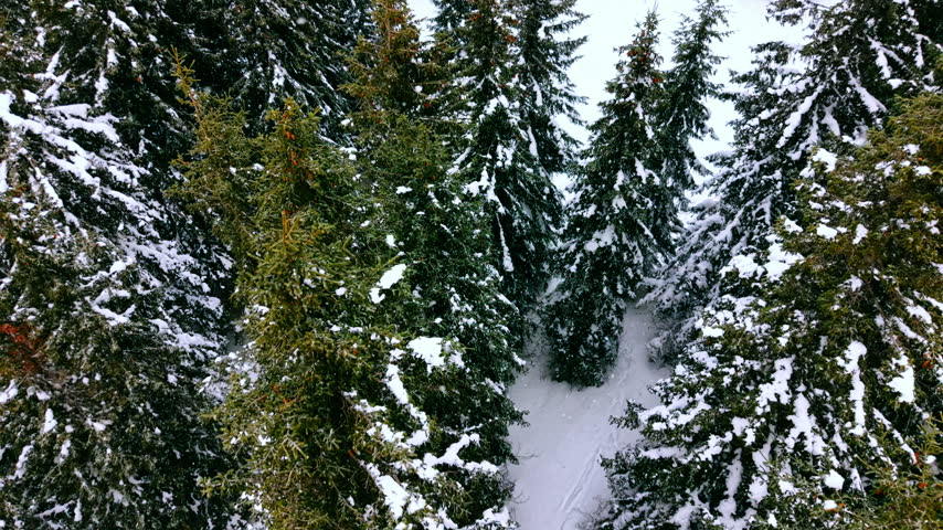 Snow covered pine trees and path in winter forest. Evergreen fir woods with white snow blanket and winding walking track in mountain landscape.