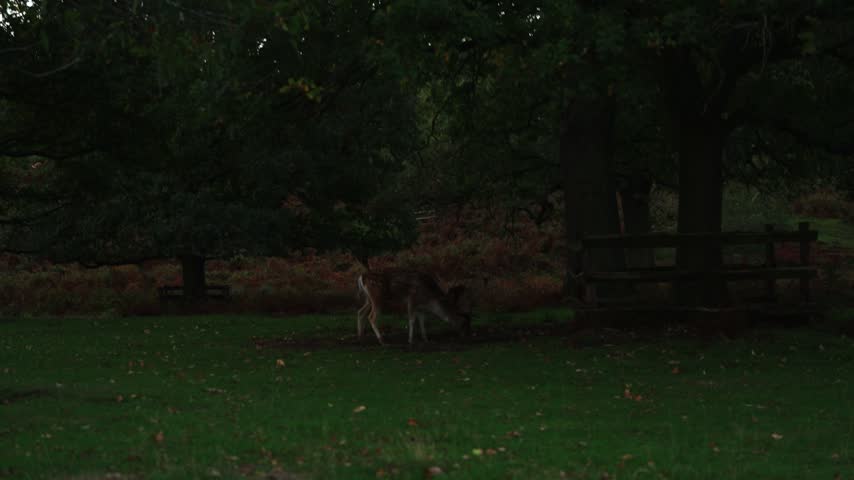 A deer stands on a green lawn beneath large leafy trees beside a rustic wooden fence in a quiet, shadowy woodland park.