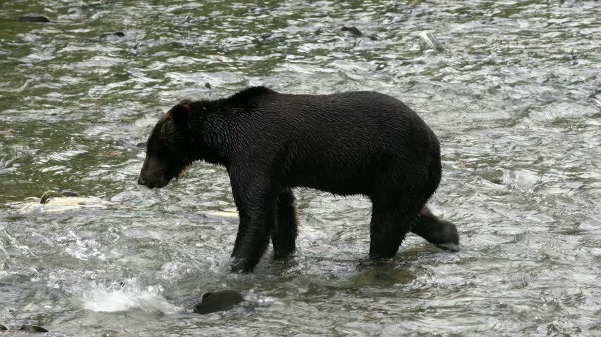 Wild black bear wades through a shallow river in the Hyder area of Alaska, United States.