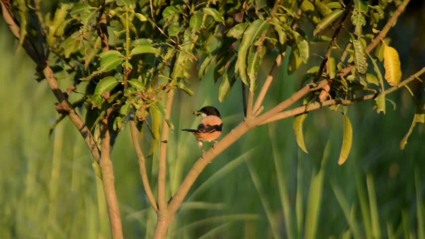 Long-Tailed Shrike Perched on Small Tree Branch Looking Around