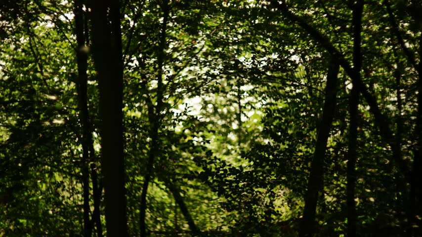 Sunlight shining through dense green forest trees during daytime