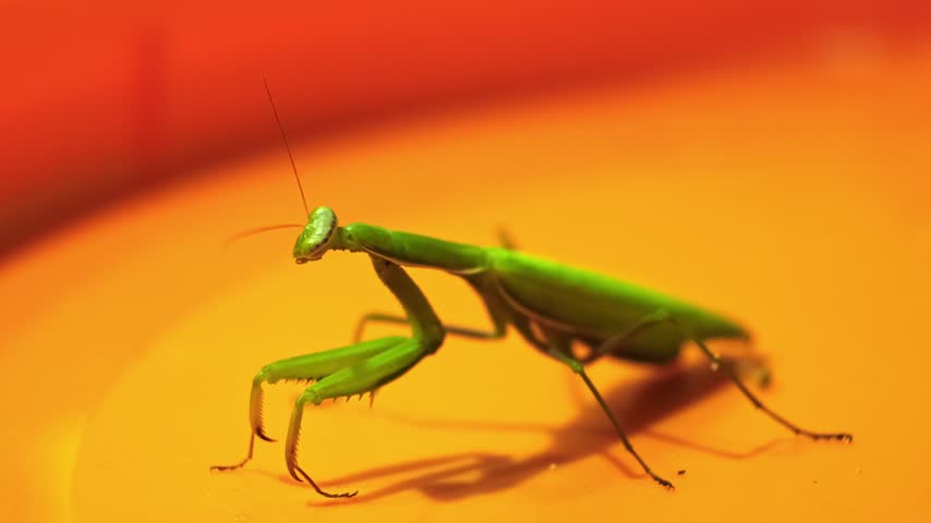 Green praying mantis sitting on bright orange surface and looking at camera, macro insect wildlife photography, exotic predator close up. High quality 4k footage.