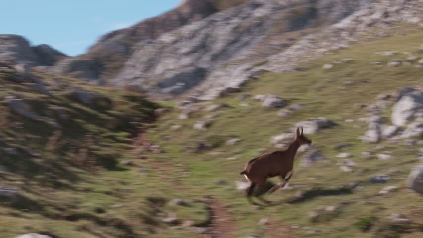 Wild Cantabrian chamois running on a rocky mountain slope