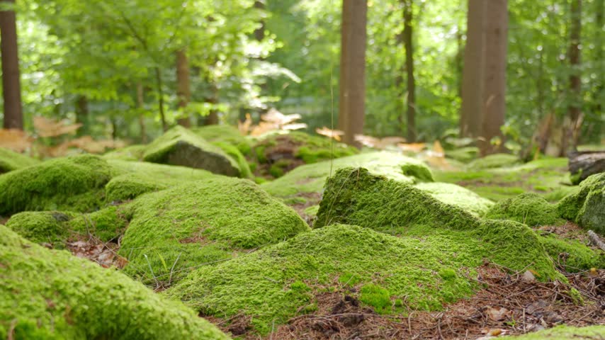 Large rocks covered with green moss on forest floor. Natural forest landscape with mossy stones