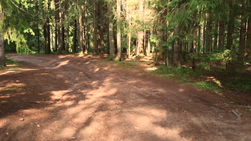 Sunlight streams through tall pine trees onto an empty dirt forest road
