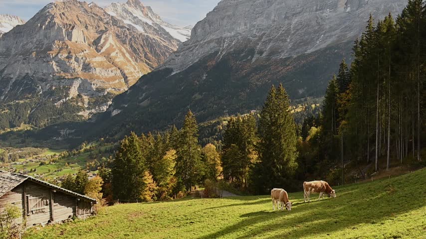 Two cows graze on a sunlit hillside above Grindelwald, with autumn trees, a chalet roof and the Swiss Alps in the background.