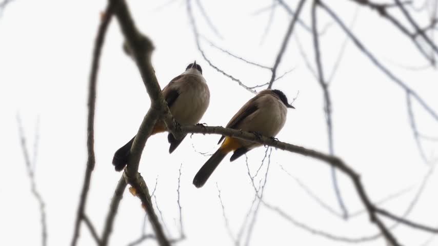 Two small birds perched together on a thin bare tree branch outdoors