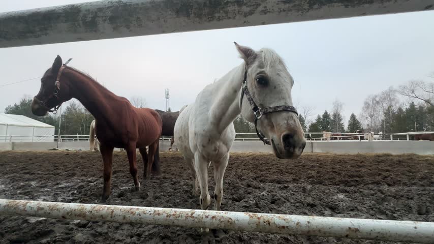 Two horses approach the fence, then a brown horse passes close to the camera in a muddy paddock beneath an overcast sky