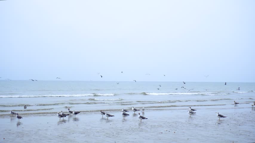 A flock of seagulls standing and flying along a calm ocean beach shoreline