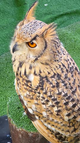 Close-up portrait of a Eurasian eagle-owl (Bubo bubo) with intense orange eyes at a falconry exhibition, demonstrating majestic bird of prey features.