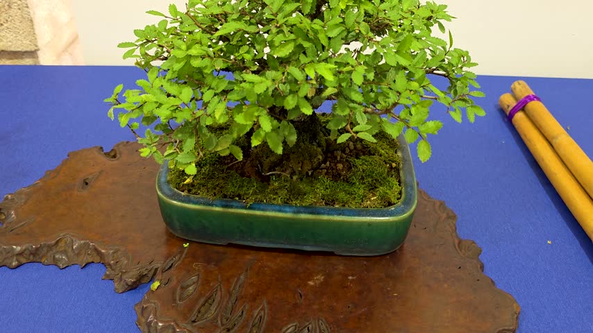 Japanese Chinese elm bonsai tree (Ulmus parvifolia) in a ceramic pot displayed at a bonsai exhibition.