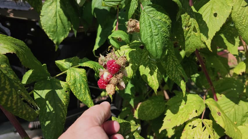 Man Picking Fresh Raspberries Outdoors