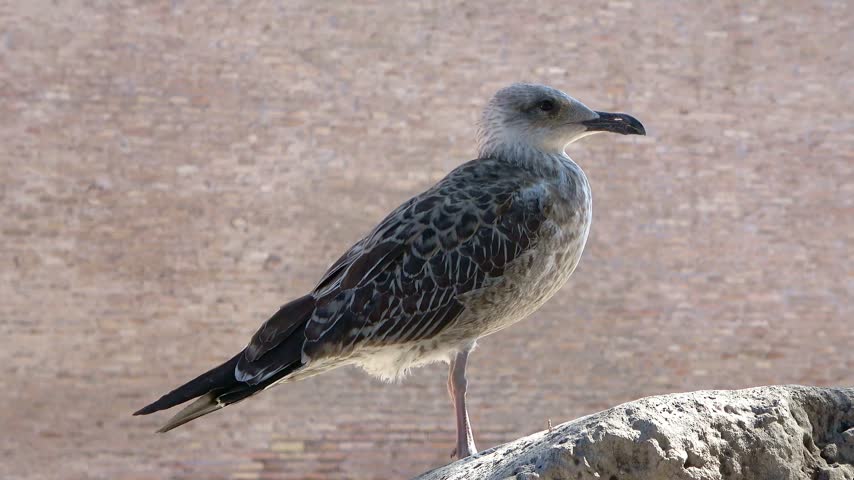 Juvenile herring gull resting on a rock with a brick wall in the background