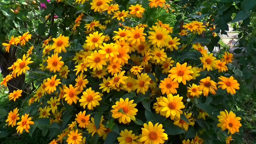 Beautiful Yellow and Orange Flowers Blooming in a Lush Green Garden