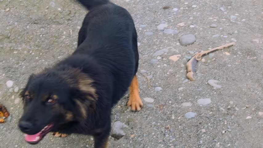 Dog jumps up, overhead view, raising its front paws toward a person while other dogs gather on stony ground. Stray animal greetings, canine body language and human interaction for community welfare stories.