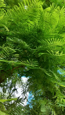 green trees on the park