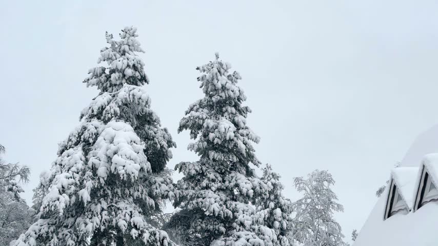 Snowy Winter Landscape with Snow Covered Pine Trees and a Cozy House