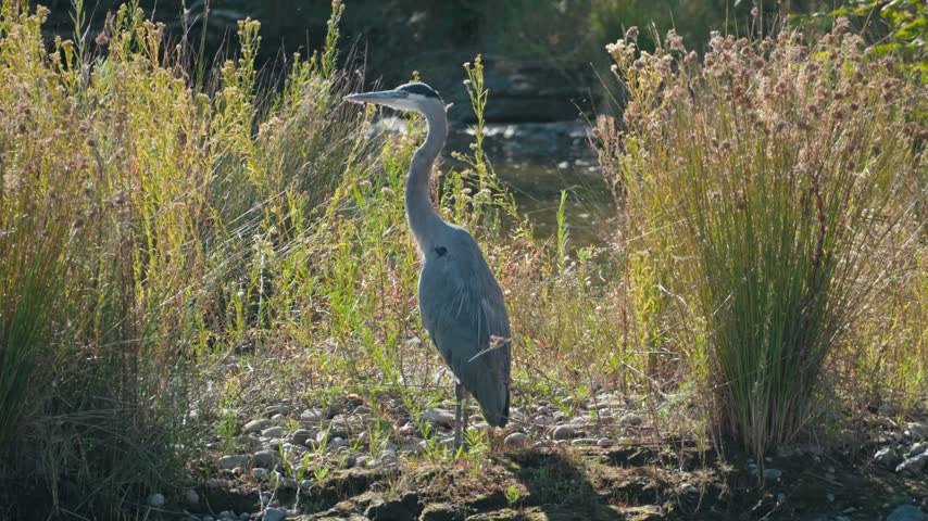 A great blue heron stands motionless among tall grasses beside a flowing river