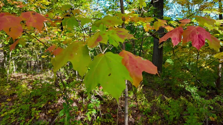 Detroit Michigan, United States Of America  10 13 2026: Autumn leaves in a wooded area with bright colors 