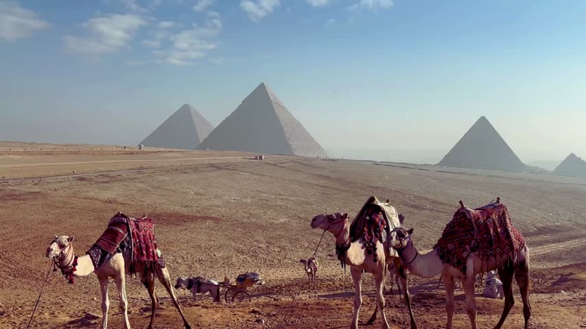 Camels with colorful saddles resting in front of the Giza pyramids on the desert plateau, Egypt