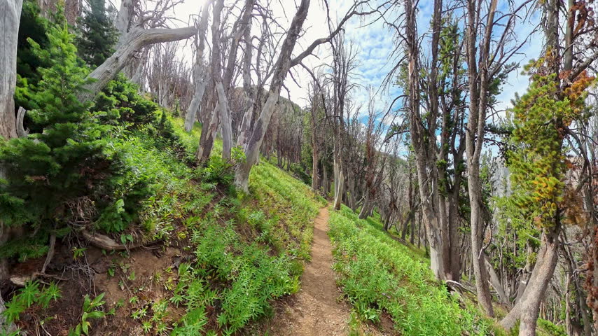 Empty Trail Downhill on Alaska Basin Trail in Grand Teton National Park