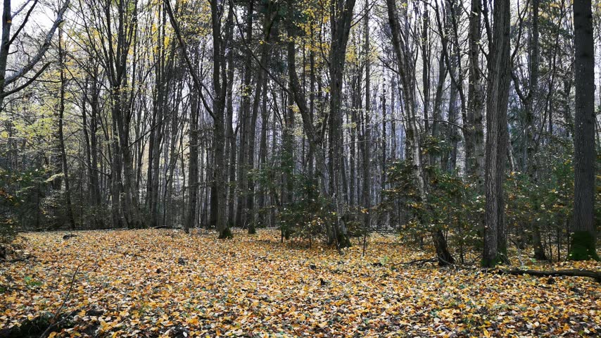 Yellow Leaves Cover the Ground in an Autumn Woodland